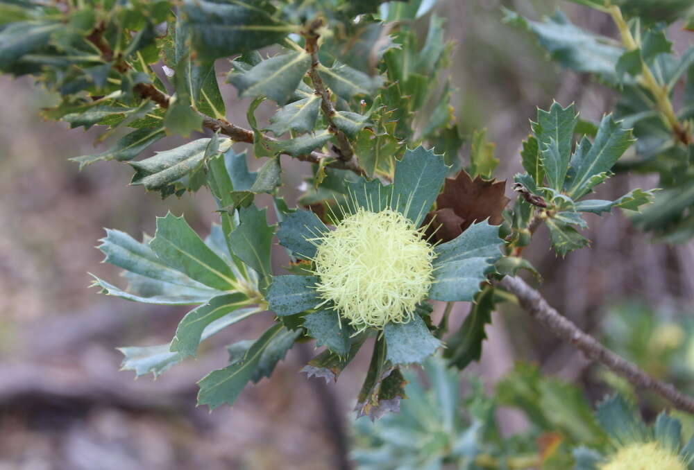 Sivun Banksia sessilis (Knight) A. R. Mast & K. R. Thiele kuva