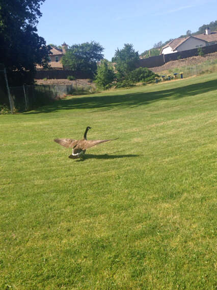 Image of Hawaiian goose