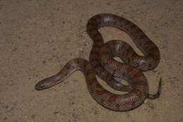 Image of Mole King Snake