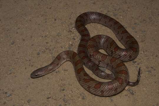 Lampropeltis calligaster rhombomaculata (Holbrook 1840)的圖片