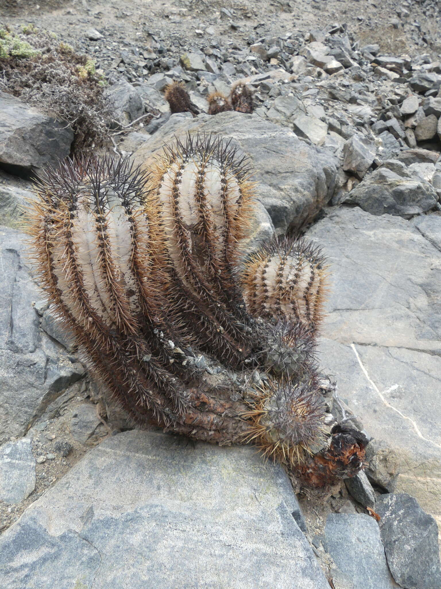 Imagem de Copiapoa calderiana subsp. atacamensis (Middled.) Mottram