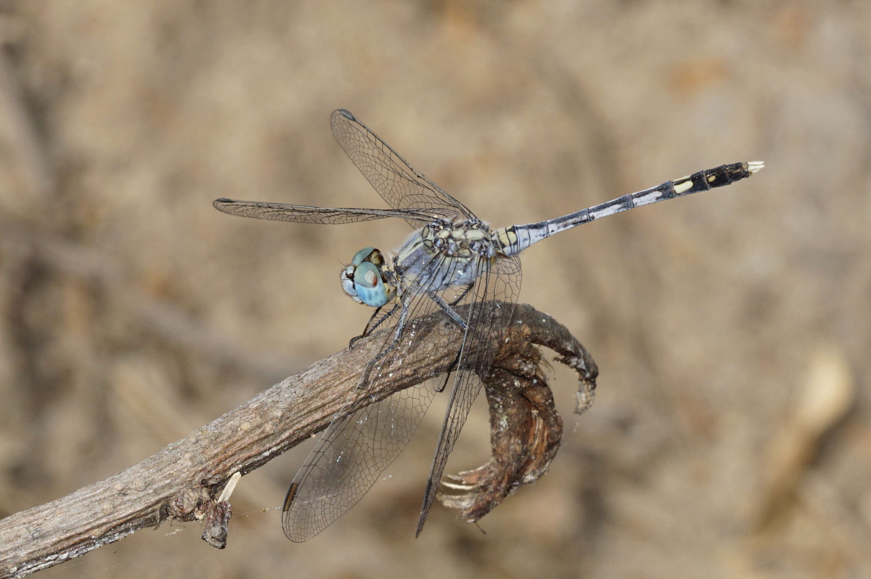 Image of Diplacodes trivialis (Rambur 1842)