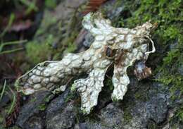 Image of lung lichen