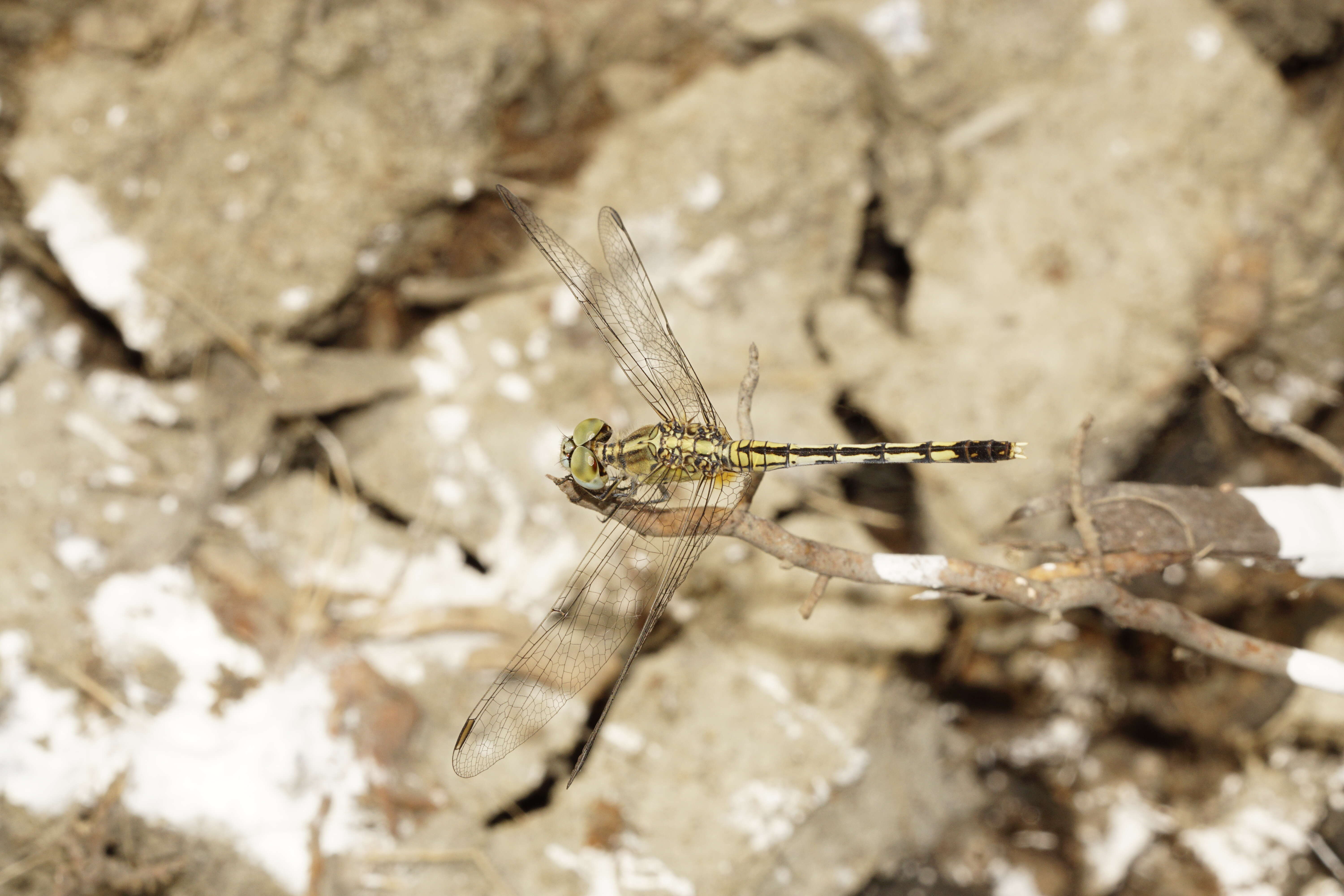 Image of Diplacodes trivialis (Rambur 1842)