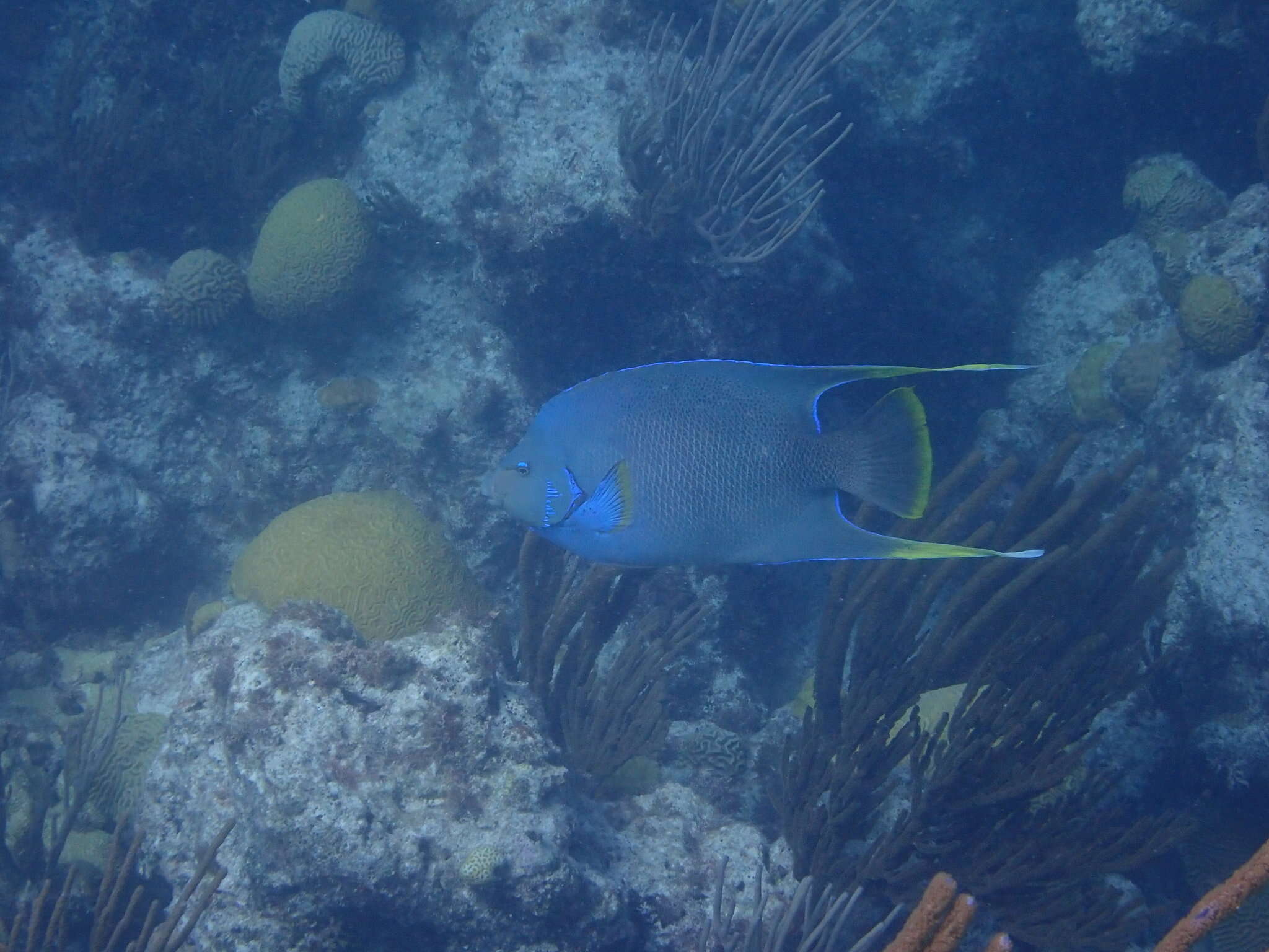 Слика од Holacanthus bermudensis Goode 1876