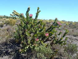 Image of Bot River protea