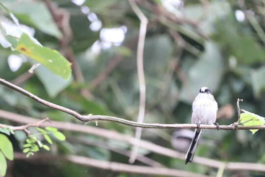 صورة Aegithalos caudatus magnus (Clark & AH 1907)