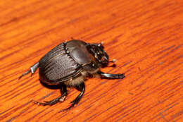 Imagem de Phanaeus (Notiophanaeus) bispinus Bates 1868