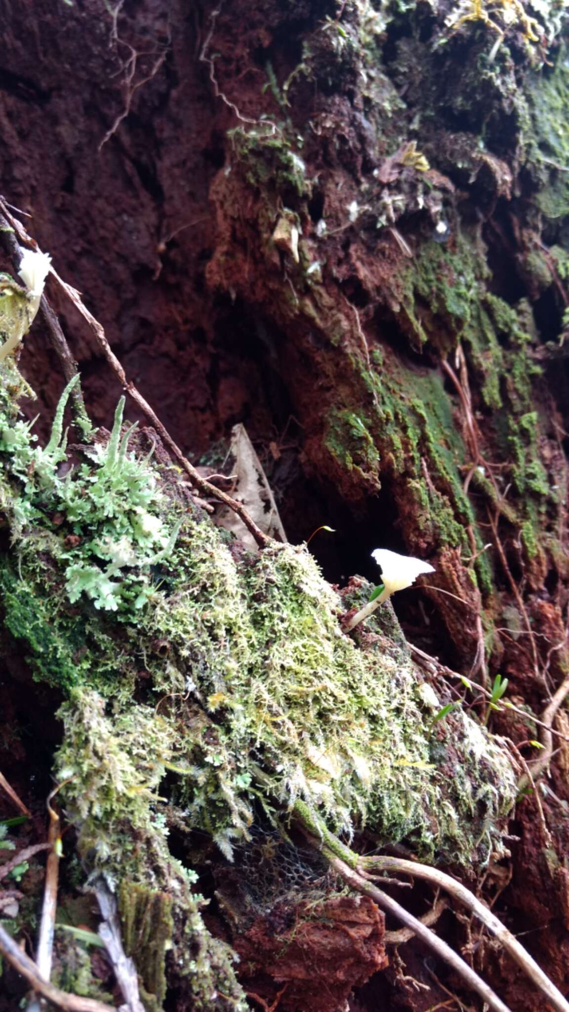 صورة Lichenomphalia umbellifera (L.) Redhead, Lutzoni, Moncalvo & Vilgalys 2002