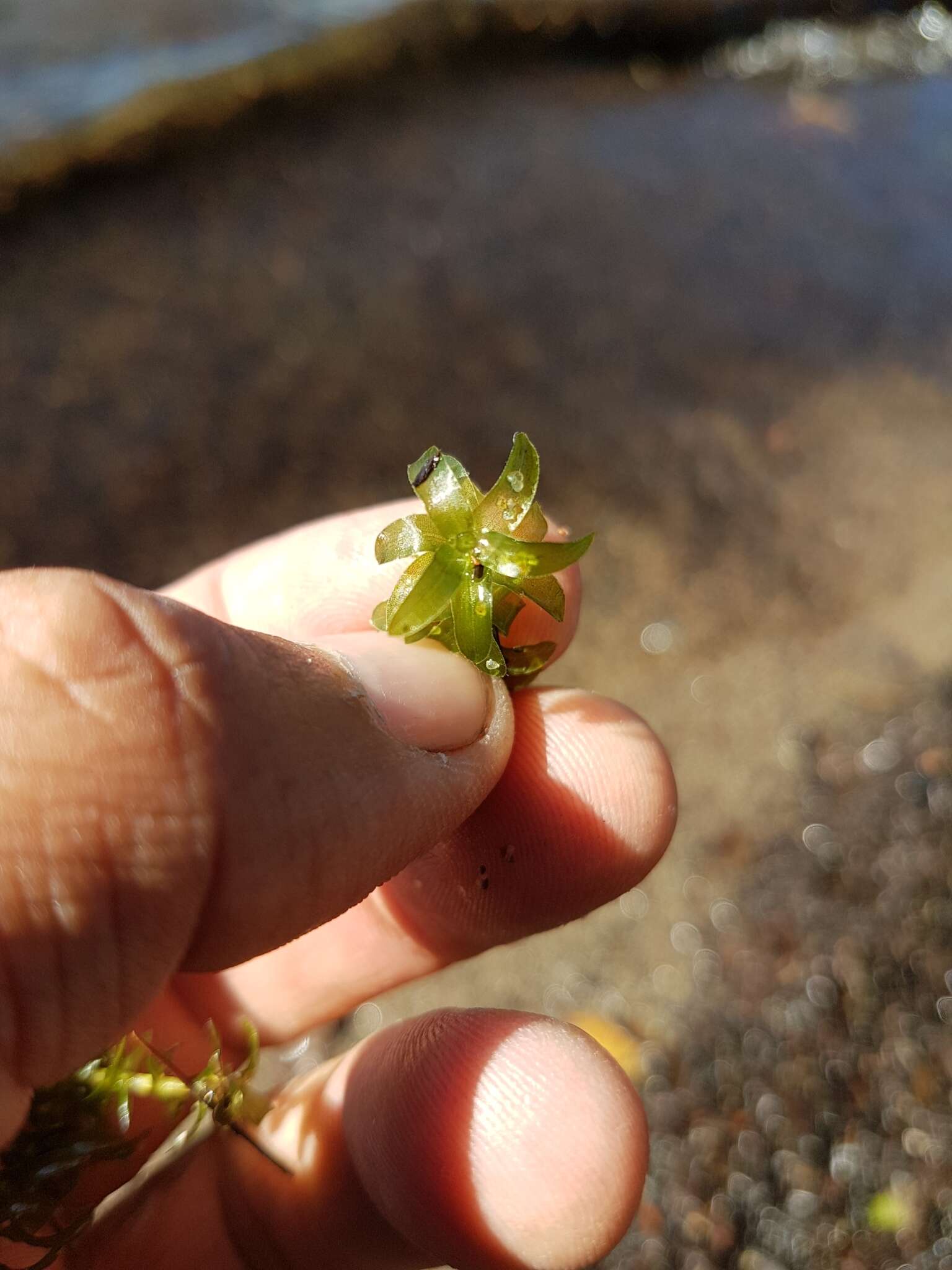 Image of American Pondweed