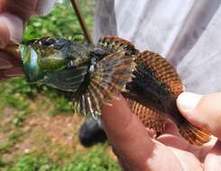 Imagem de Cottus immaculatus Kinziger & Wood 2010