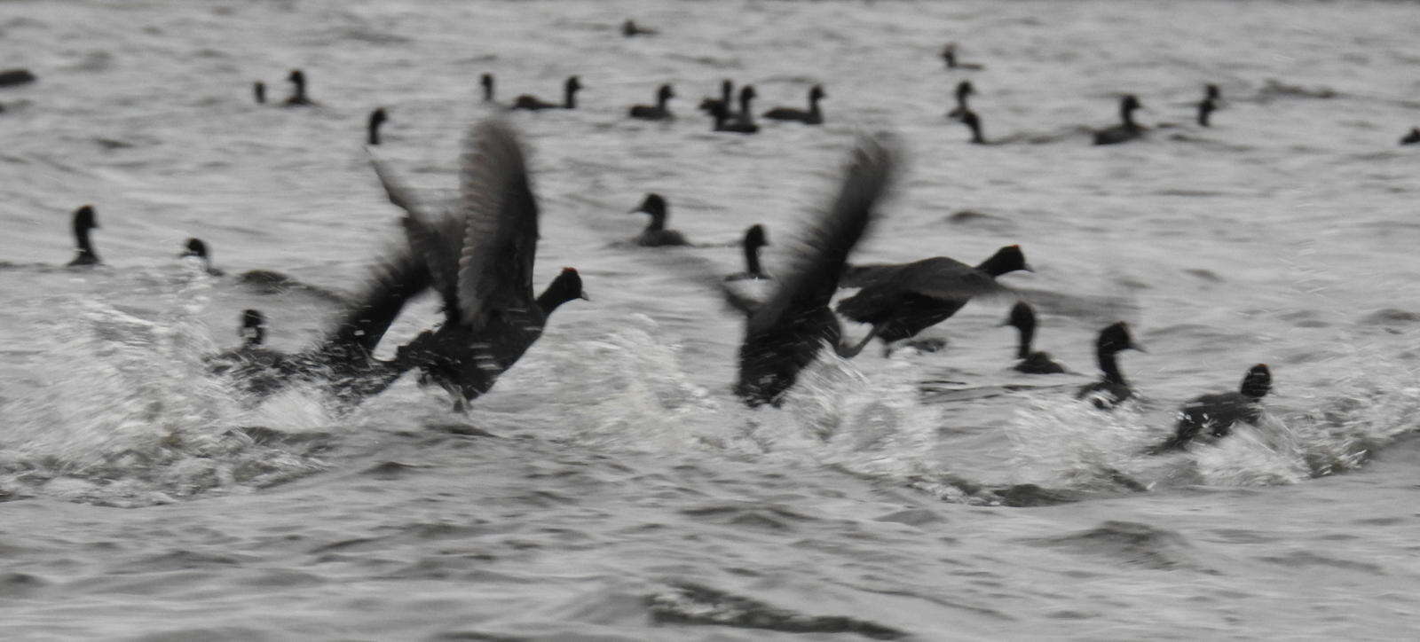 Imagem de Fulica cristata Gmelin & JF 1789