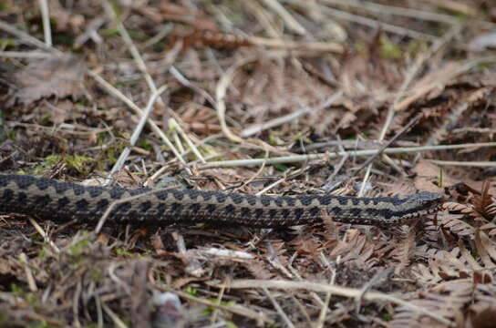 Image of Adder