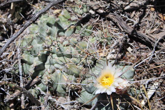 Image of Thelocactus rinconensis subsp. multicephalus