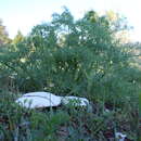 Image of White Ferula Mushroom