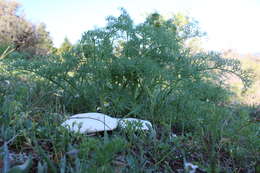 Image of White Ferula Mushroom