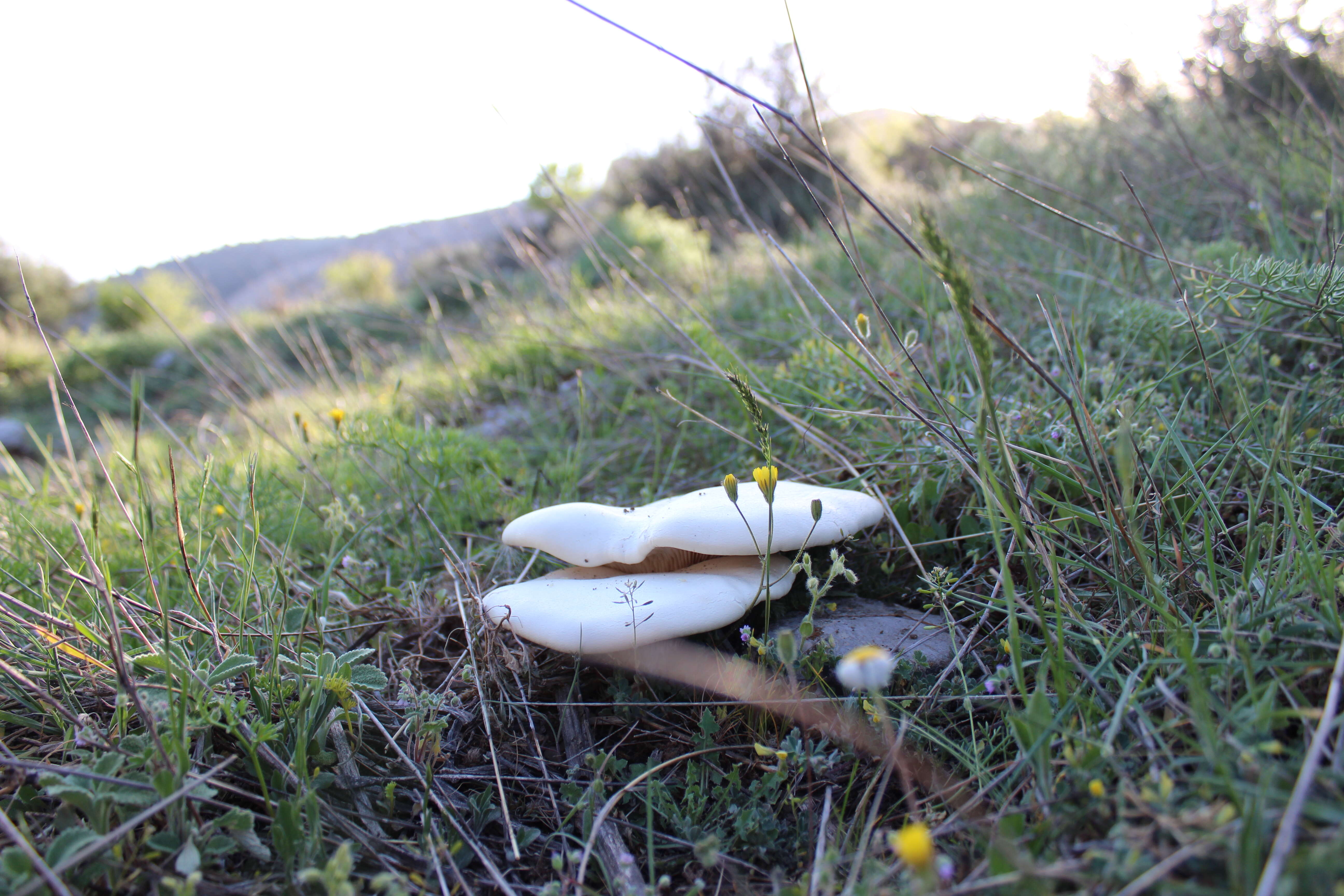 Image of White Ferula Mushroom