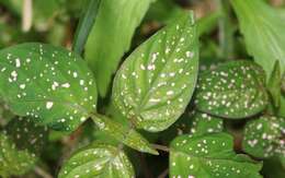 Hypoestes phyllostachya Baker resmi