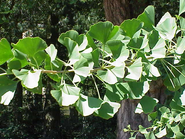 Image of Ginkgoopsida