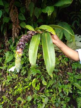 Image of Dimerocostus cryptocalyx N. R. Salinas & Betancur