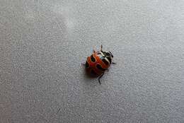 Image of Three-banded Lady Beetle