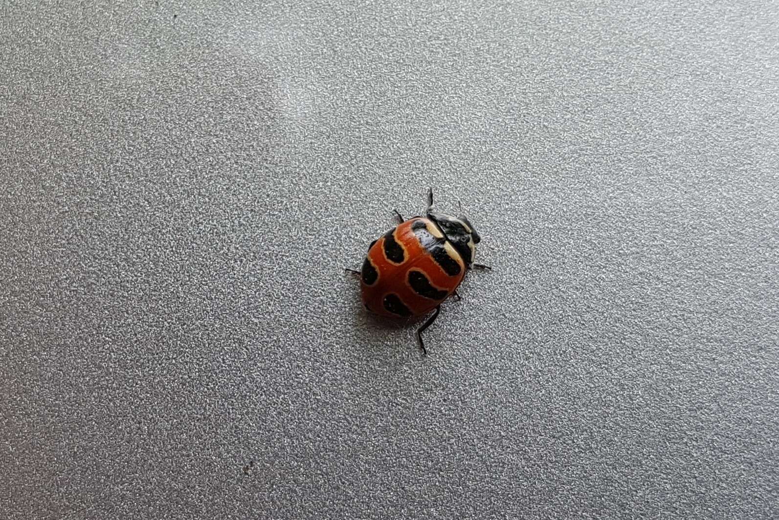 Image of Three-banded Lady Beetle