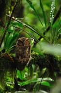 Image of Rajah Scops Owl
