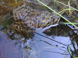 Sivun Rhinella arunco (Molina 1782) kuva