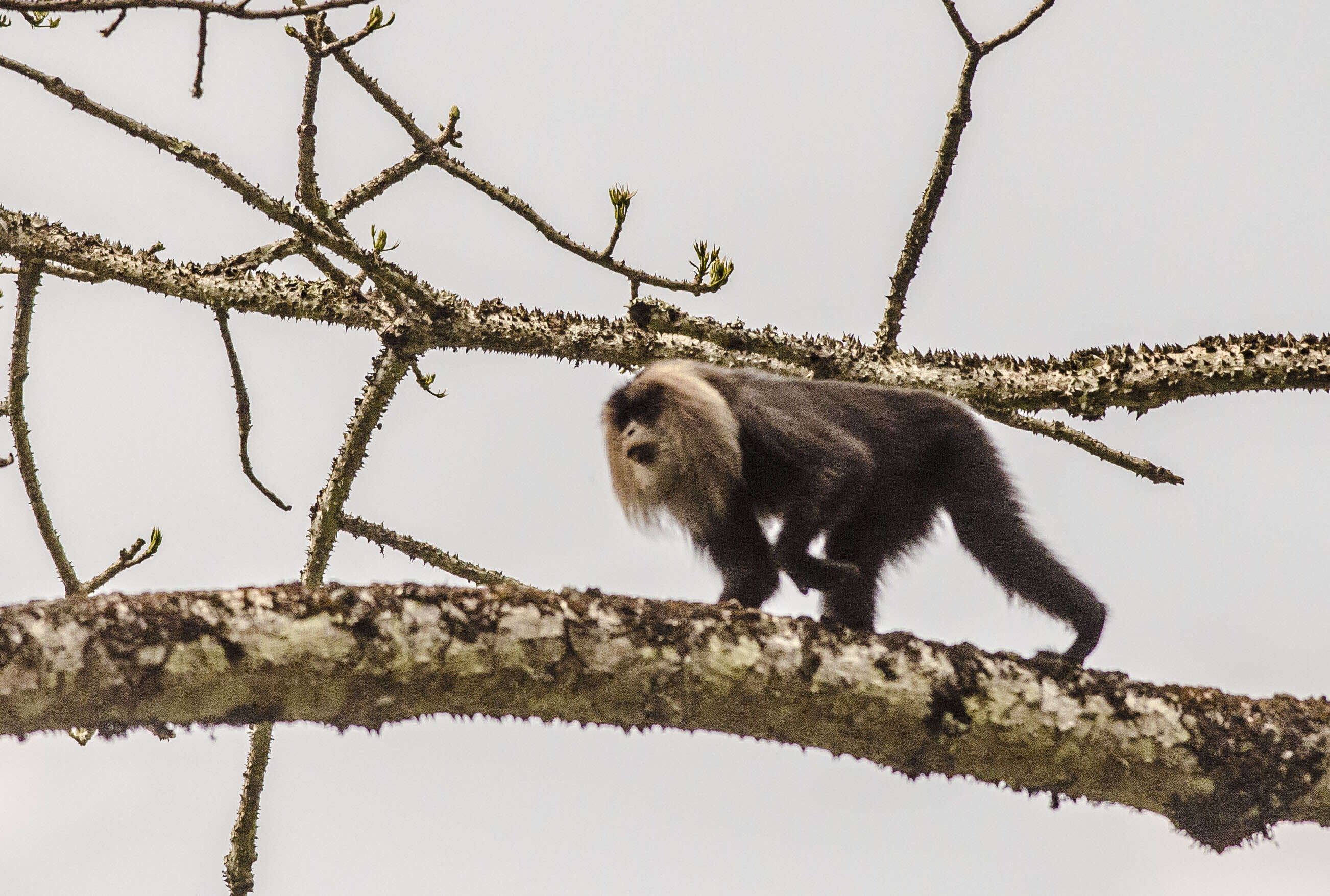 Image of Lion-tailed Macaque