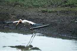 Image of Milky Stork