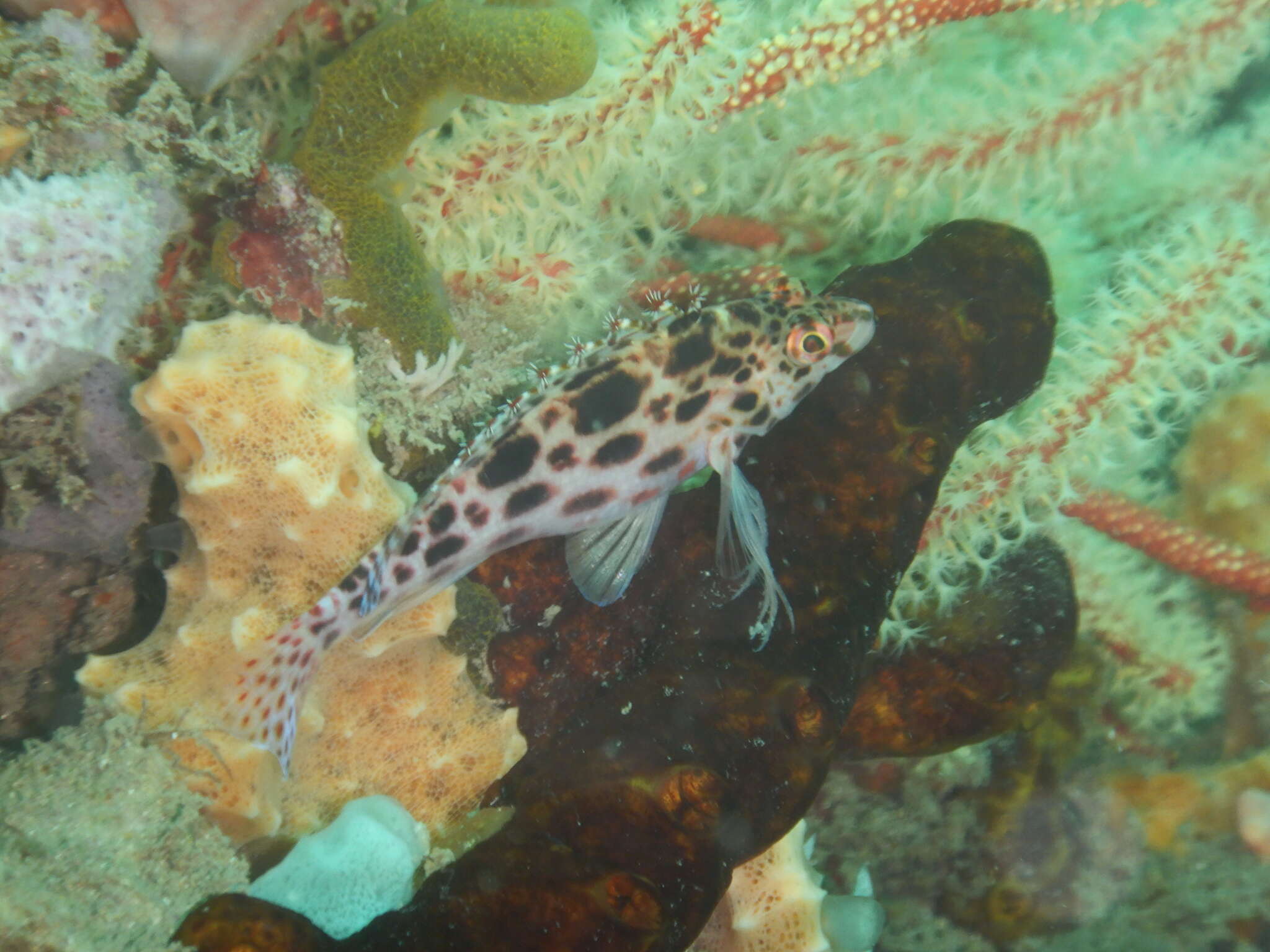 Image of Coral Hawkfish