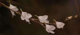 Disa chimanimaniensis (H. P. Linder) H. P. Linder resmi