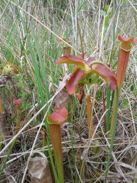 Image of Wherry's pitcherplant