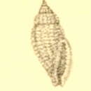 Image of Eucithara articulata (G. B. Sowerby Iii 1894)