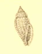 Imagem de Eucithara articulata (G. B. Sowerby Iii 1894)