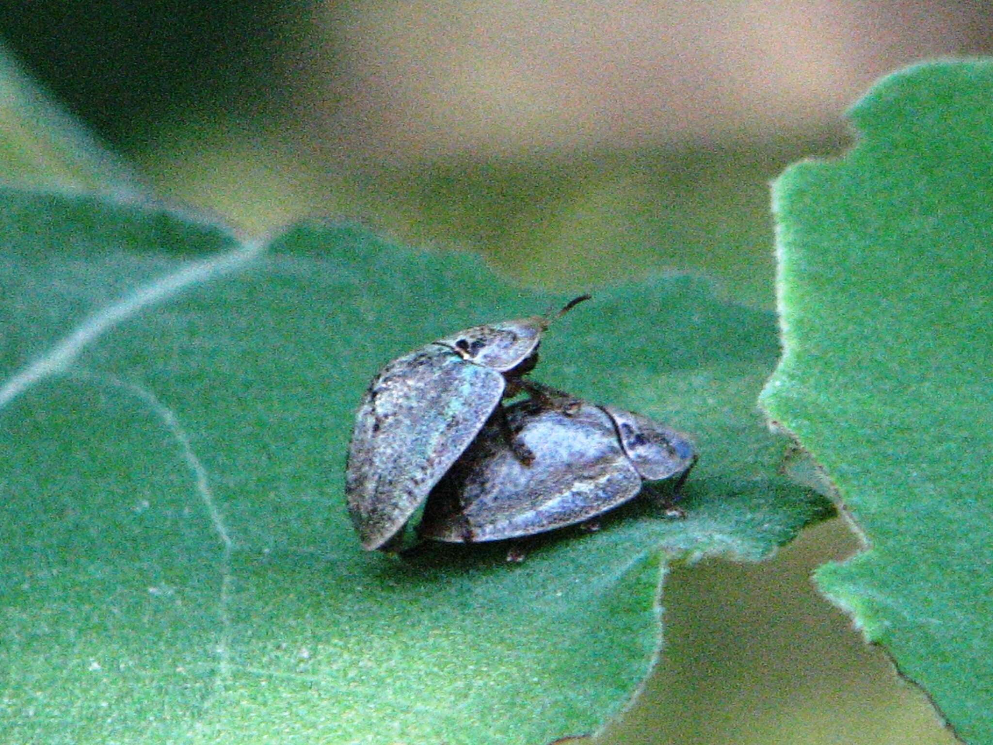 Слика од Physonota alutacea Boheman 1854