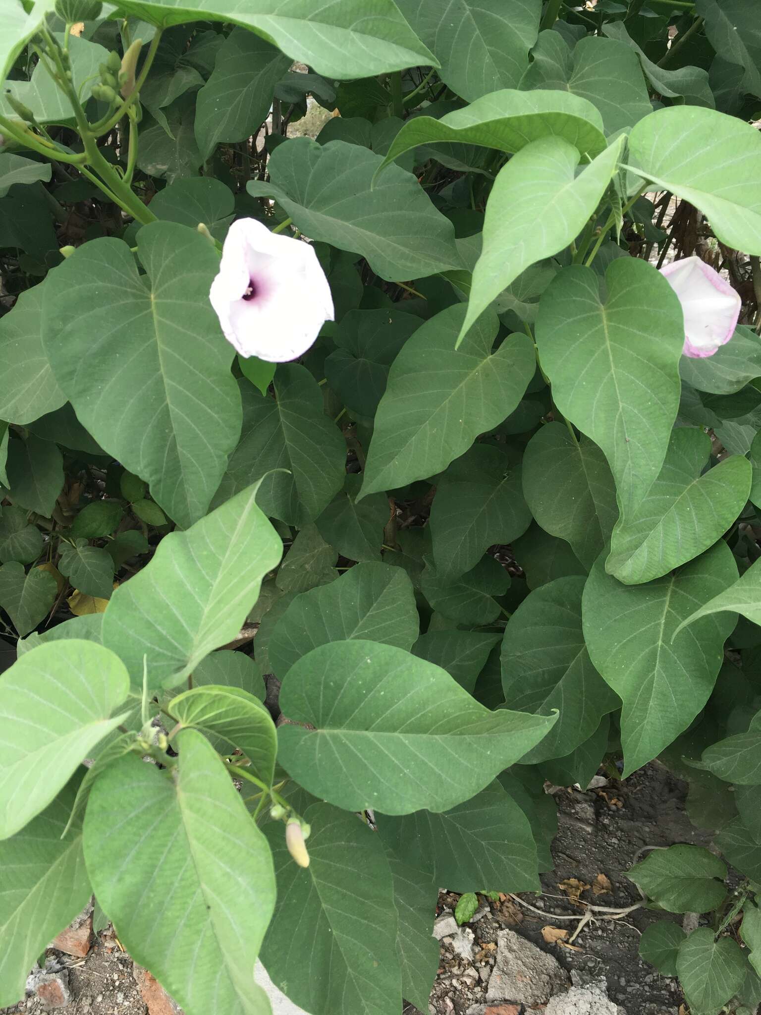 Слика од Ipomoea carnea Jacq.