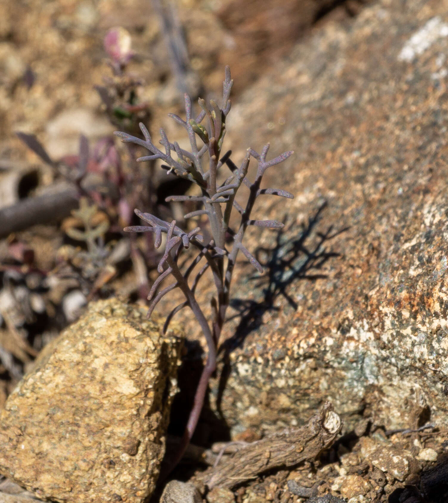 Image of Santa Cruz Island winged rockcress