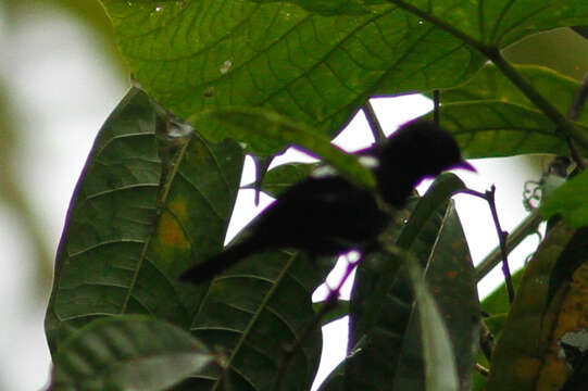 Image of White-shouldered Tanager