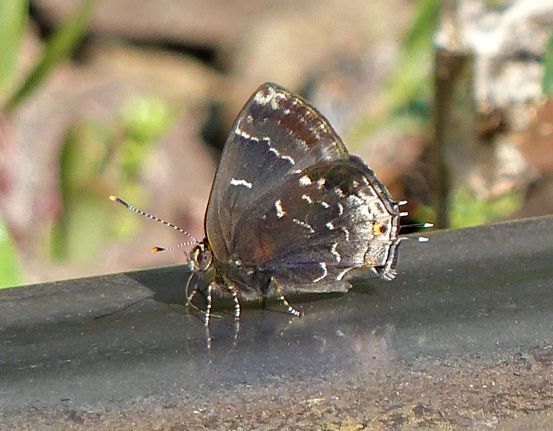 Image of Ocaria ocrisia (Hewitson 1868)