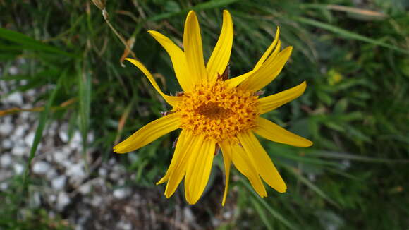 Image of mountain arnica