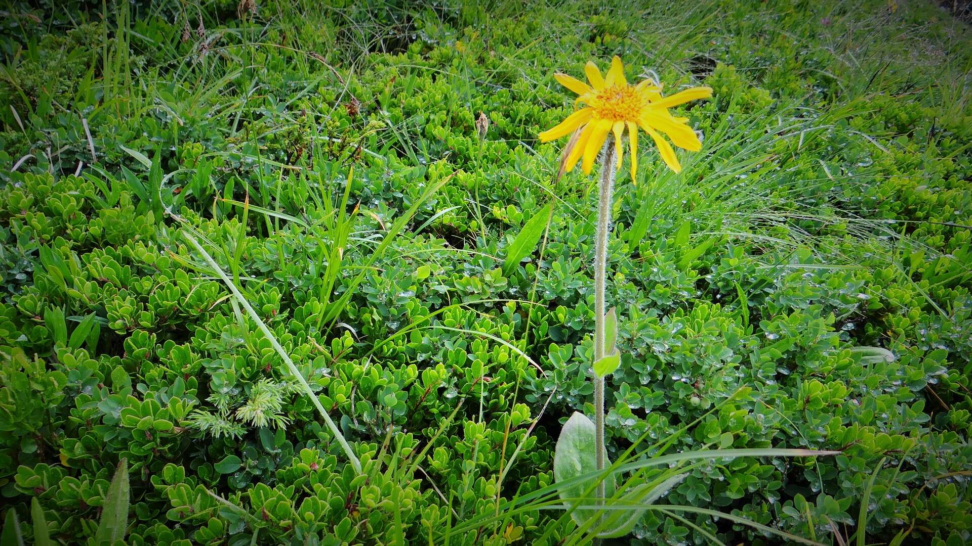 Image of mountain arnica