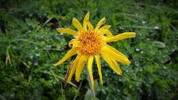 Image of mountain arnica