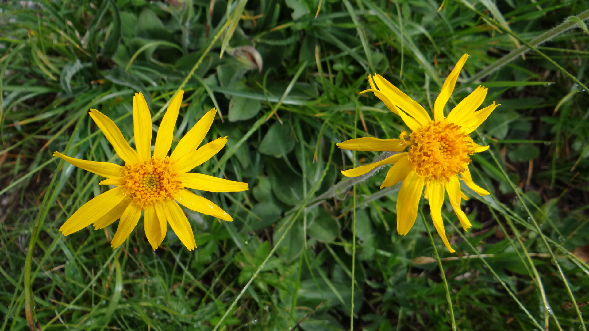 Image of mountain arnica