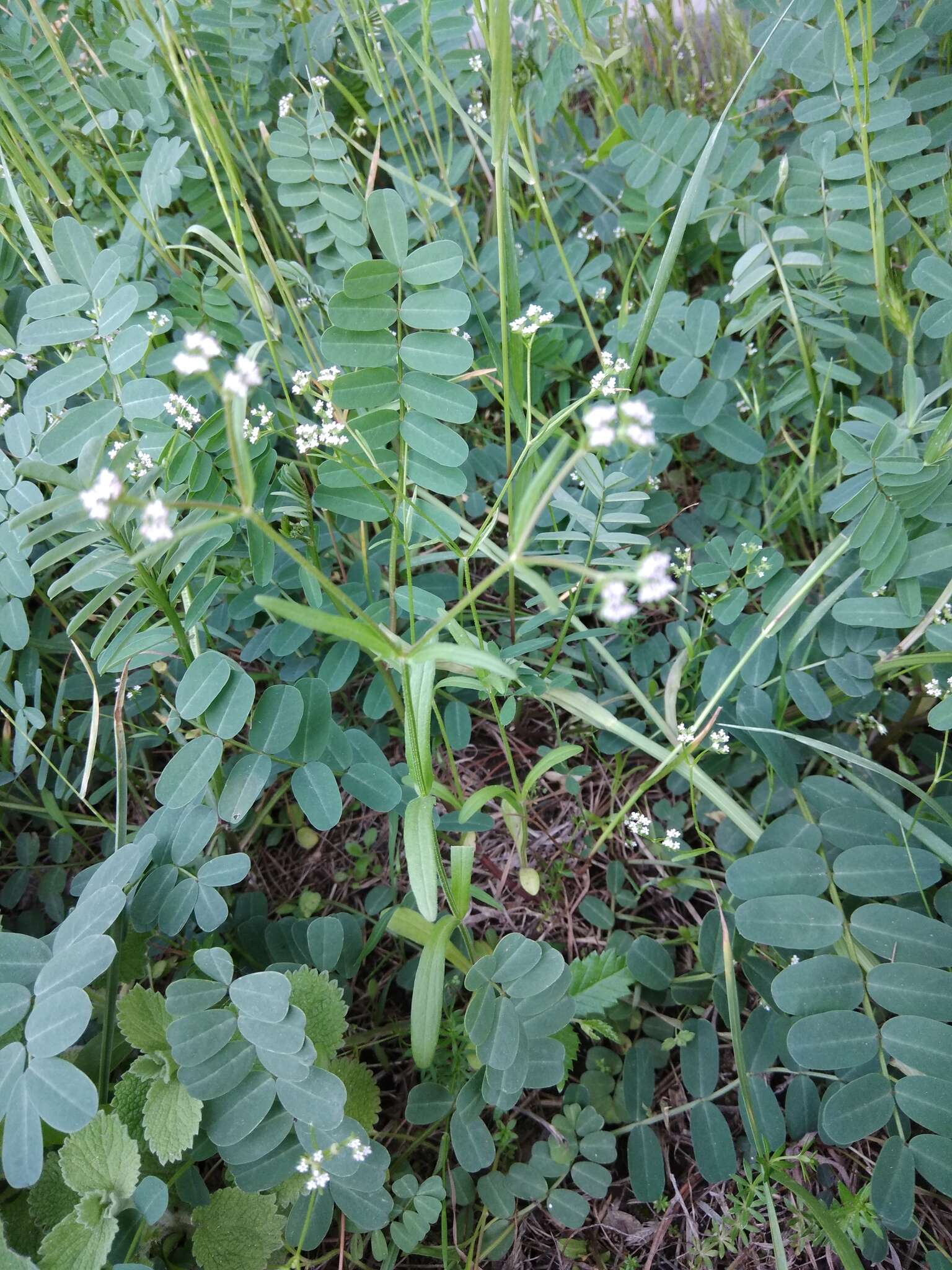 Image of narrow-fruited cornsalad