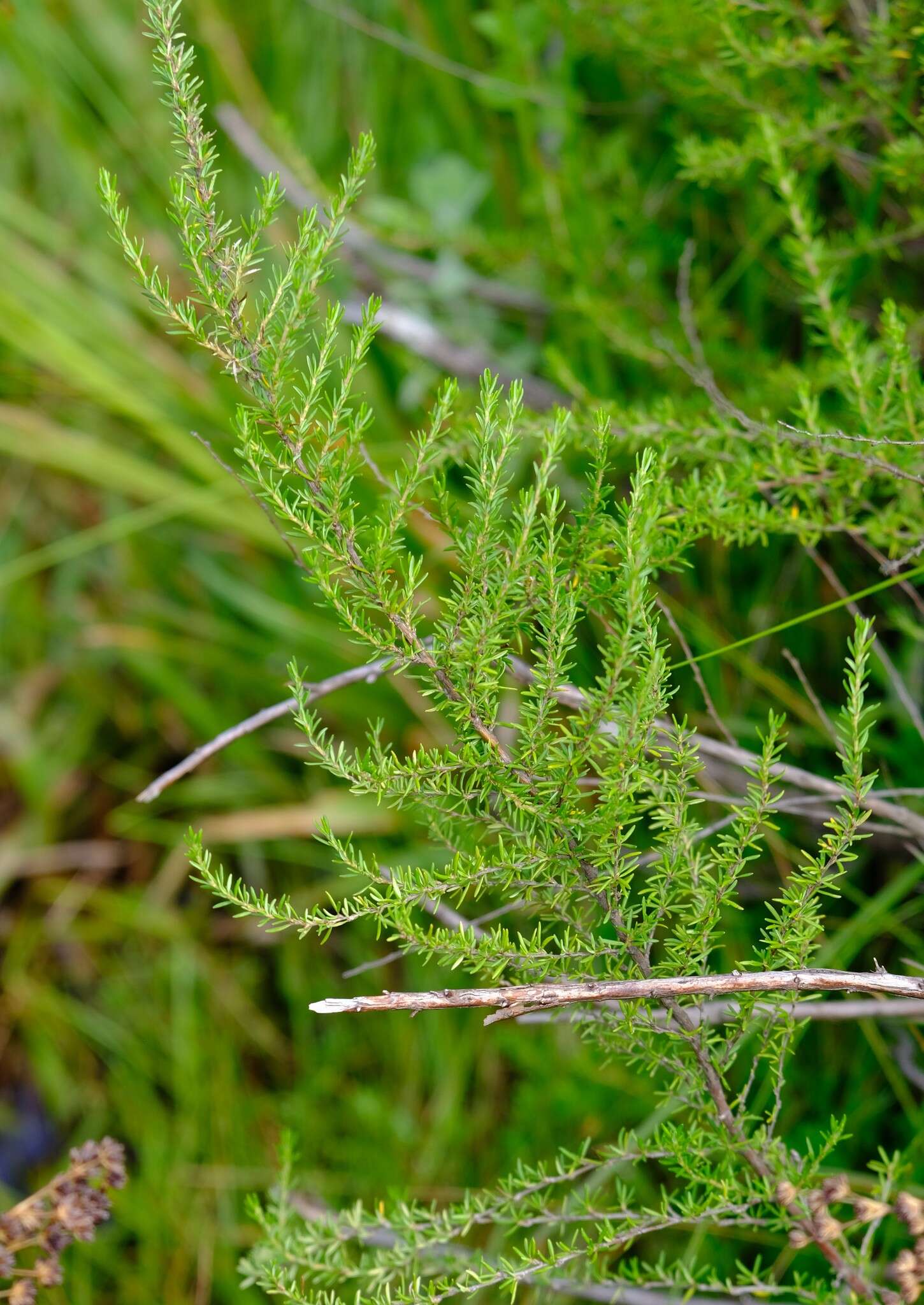 Image of Cliffortia linearifolia Eckl. & Zeyh.