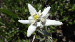 Image of edelweiss