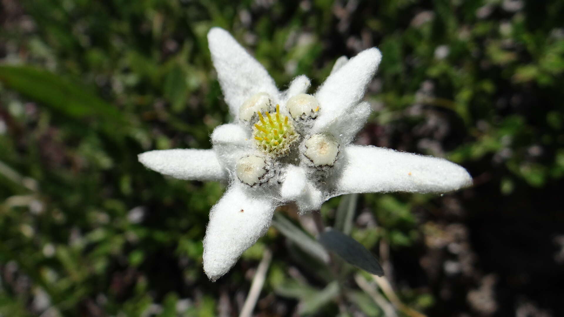 Image of edelweiss