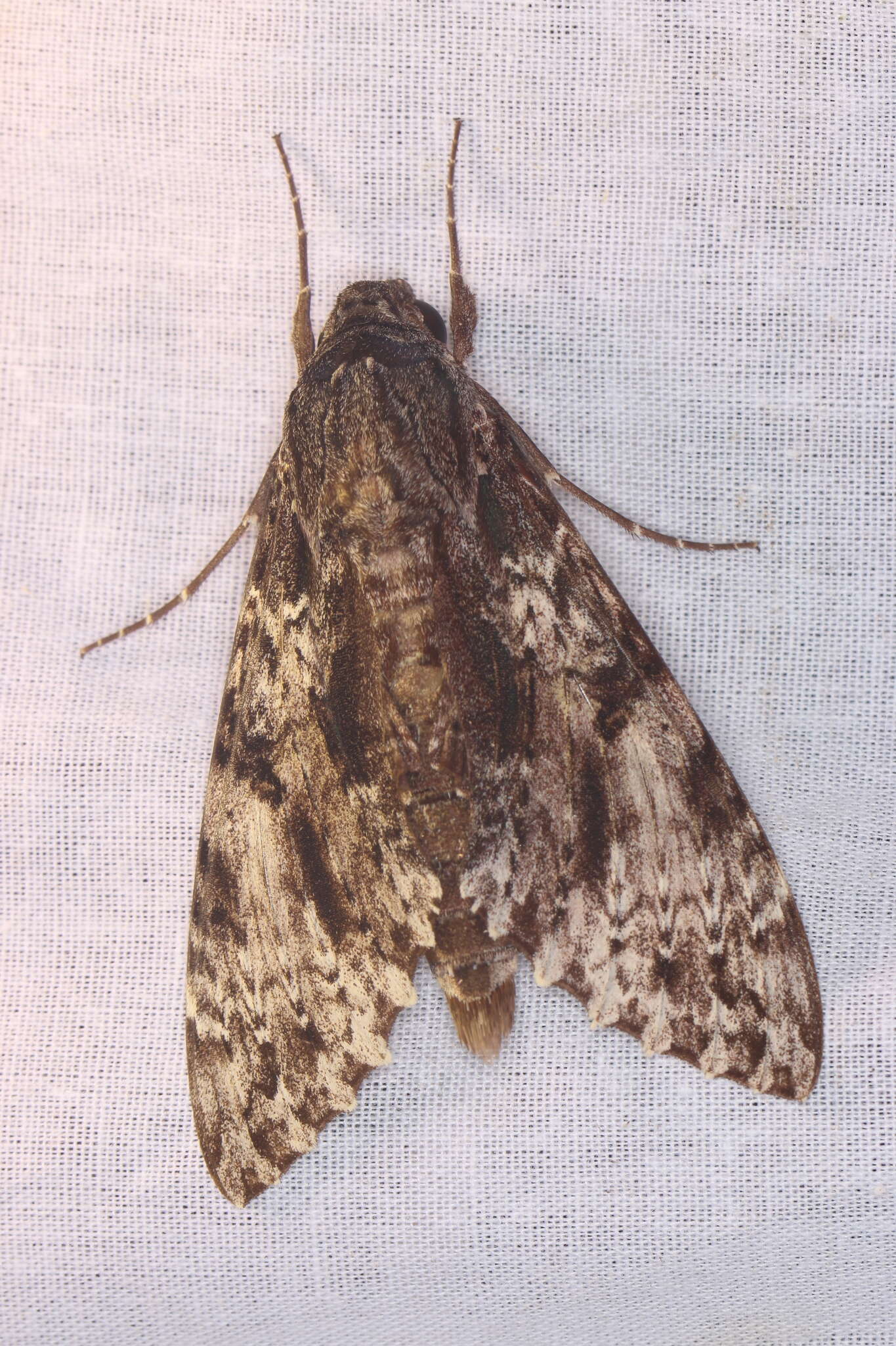 Слика од Isognathus occidentalis Clark 1929