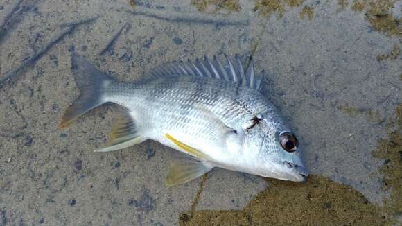 Image of Grey Bream